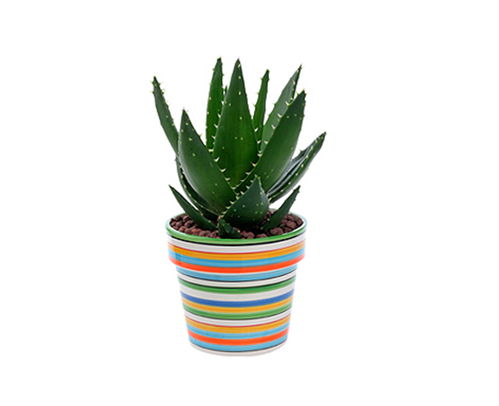 合肥聚美堂 花卉綠植租賃，省時省心之選