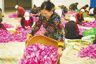 美麗經(jīng)濟 綻放隴原 花卉