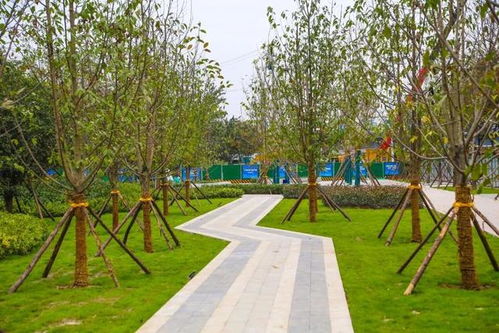 綠化上新煥生機，浐灞許你一路繁花與詩意