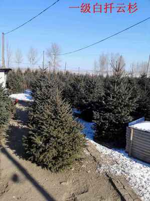 占地糖槭樹苗的培育與養護管理——以吉林市船營區太平苗圃為例